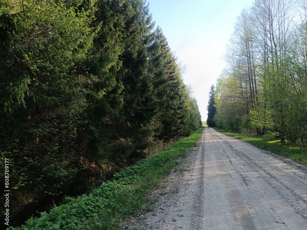 Road in forest in Siauliai county during sunny summer day. Oak and birch tree woodland. Sunny day with white clouds in blue sky. Bushes are growing in woods. Sandy road. Nature. Miskas. Road in forest in Siauliai county during sunny summer day. Oak and birch tree woodland. Sunny day with white clouds in blue sky. Bushes are growing in woods. Sandy road. Nature. Miskas.