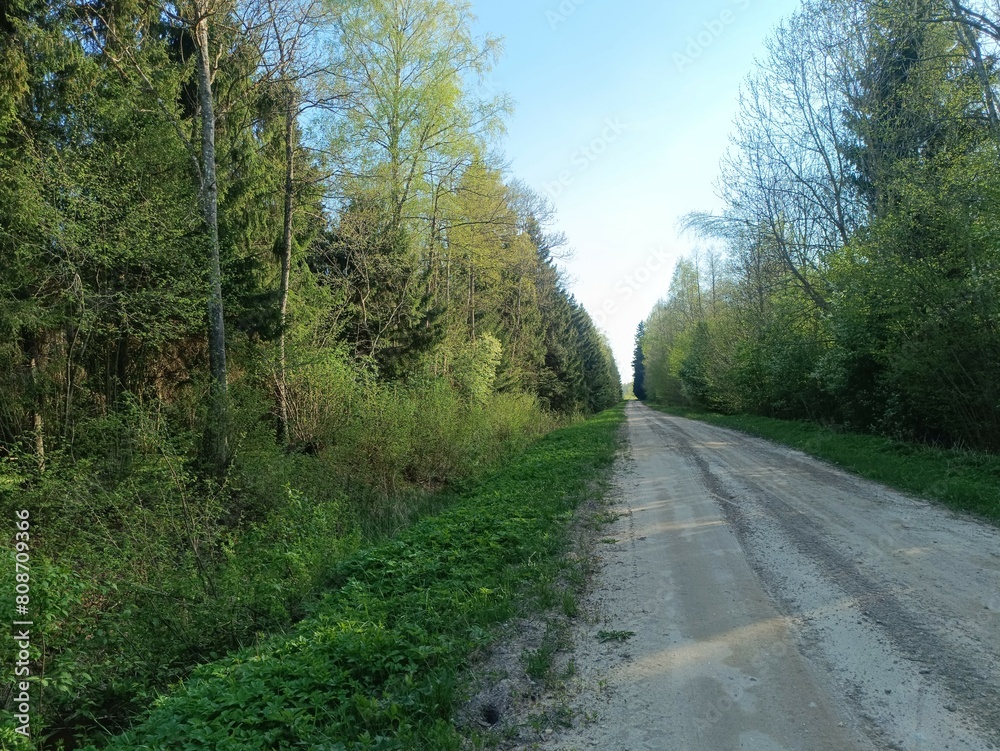 Road in forest in Siauliai county during sunny summer day. Oak and birch tree woodland. Sunny day with white clouds in blue sky. Bushes are growing in woods. Sandy road. Nature. Miskas. Road in forest in Siauliai county during sunny summer day. Oak and birch tree woodland. Sunny day with white clouds in blue sky. Bushes are growing in woods. Sandy road. Nature. Miskas.