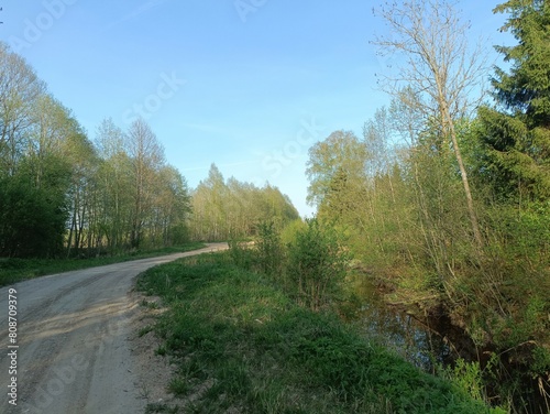 Road in forest in Siauliai county during sunny summer day. Oak and birch tree woodland. Sunny day with white clouds in blue sky. Bushes are growing in woods. Sandy road. Nature. Miskas.
