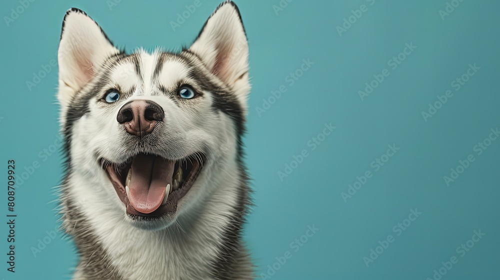 Happy smiling Husky dog isolated on blue green background with copy space Happy smiling Husky dog isolated on blue green background with copy space