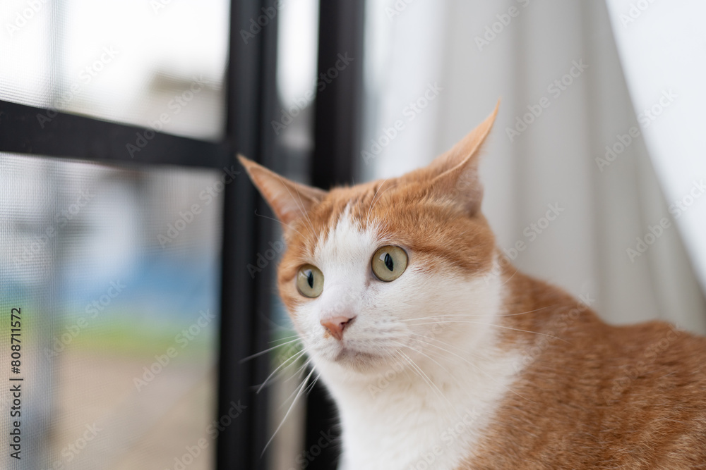 窓辺で見つめる猫　茶トラ白