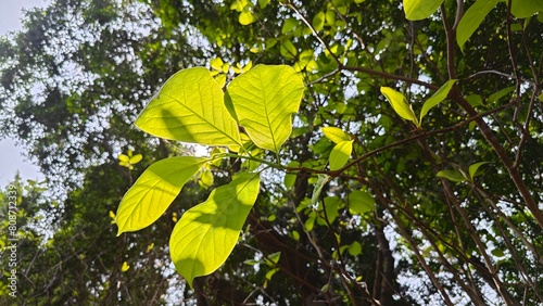 leaves on a tree