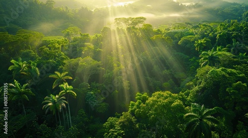 Sun rays piercing through the dense canopy of a lush  green tropical rainforest  highlighting its vibrant beauty.