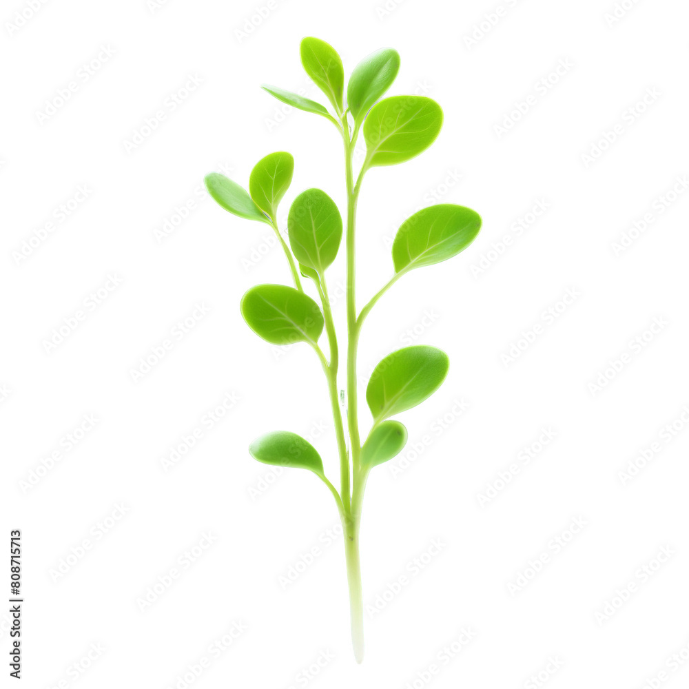 Fototapeta premium Cress microgreens Lepidium sativum tiny green leaves with a peppery flavor artfully scattered Microgreen super