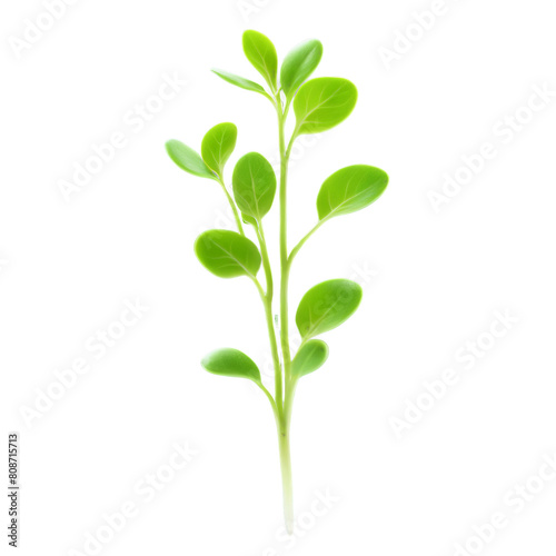 Cress microgreens Lepidium sativum tiny green leaves with a peppery flavor artfully scattered Microgreen super photo