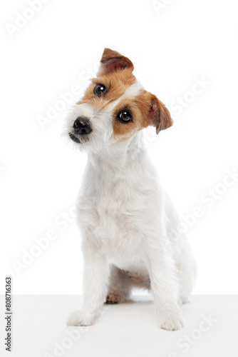Adorable, smart dog, purebred Jack Russell Terrier sitting and looking with curious isolated on white studio background. Concept of domestic animal, pet, veterinary, care, companion © master1305
