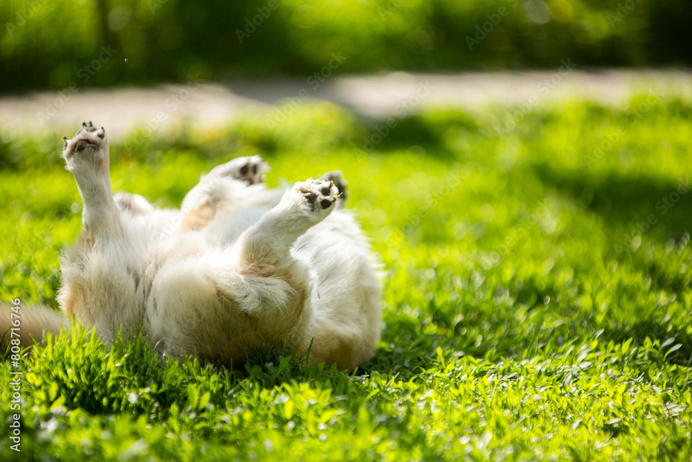 Obraz premium corgi puppy on the grass
