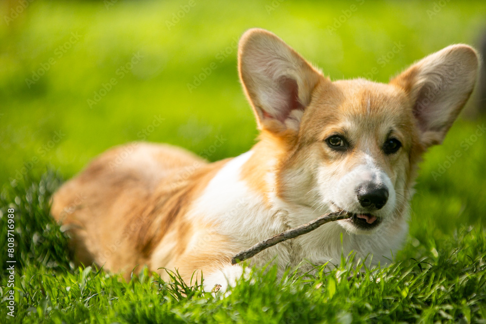 corgi puppy on the grass corgi puppy on the grass