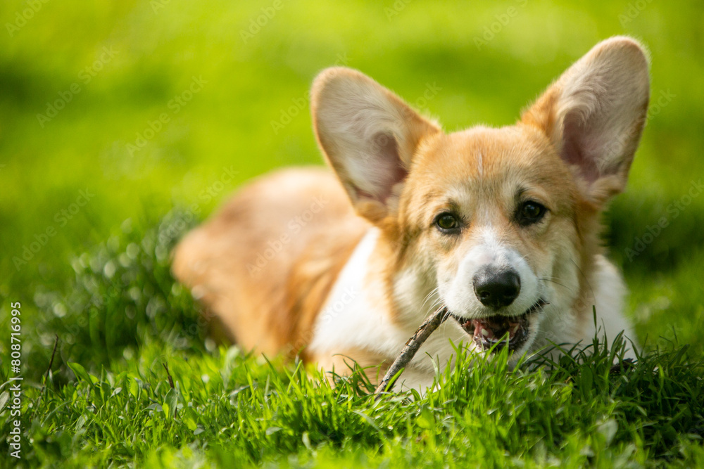 corgi puppy on the grass