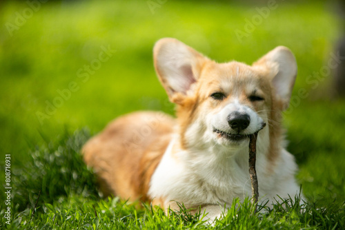 corgi puppy on the grass