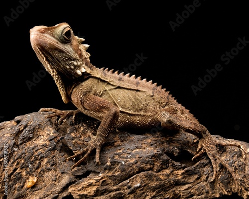 A boyd's forest dragon with a spiky back and a frilly tail sits on a tree branch.with black background  photo