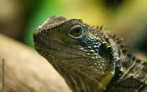 A lizard with a rough texture on its face and a unique skin pattern.with blurred jungle background