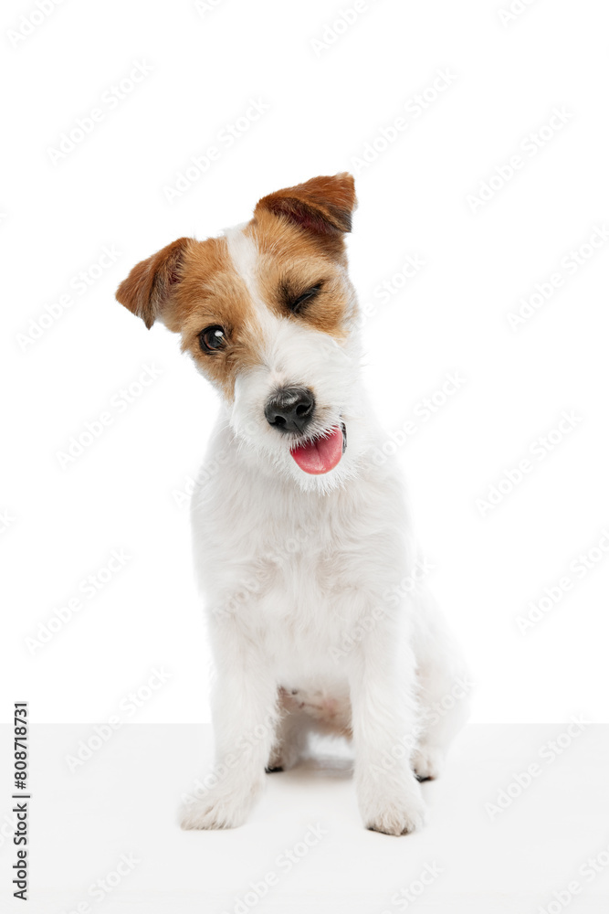 Adorable dog, purebred Jack Russell Terrier sitting and winking isolated on white studio background. Playful pet. Concept of domestic animal, pet, veterinary, care, companion Adorable dog, purebred Jack Russell Terrier sitting and winking isolated on white studio background. Playful pet. Concept of domestic animal, pet, veterinary, care, companion