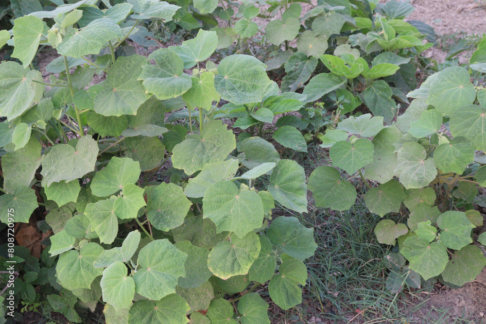 Abutilon theophrasti plant on jungle Abutilon theophrasti plant on jungle
