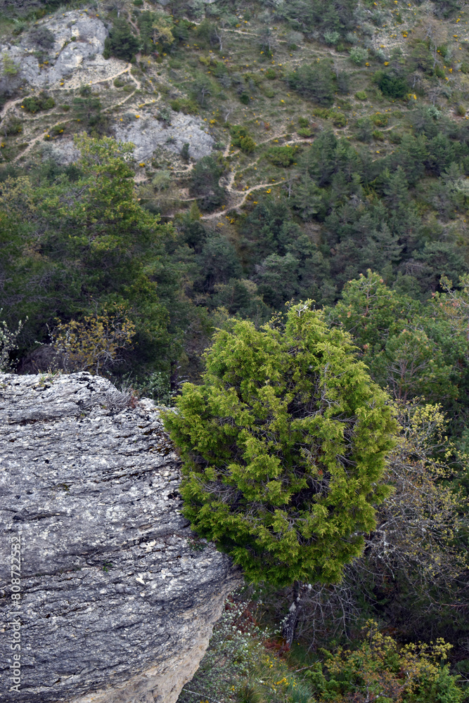 The coniferous Phoenician juniper (Juniperus phoenicea) on a rock The coniferous Phoenician juniper (Juniperus phoenicea) on a rock