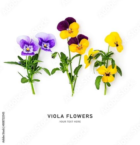 Spring viola pansy flowers composition isolated on white background.