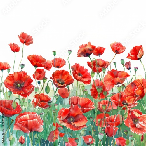 Watercolor painting of a vibrant poppy field ablaze with red blooms  on isolated white background  Generative AI
