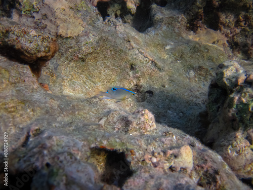 Stegastes diencaeus  the longfin damselfish in the Red Sea coral reef. Undersea world