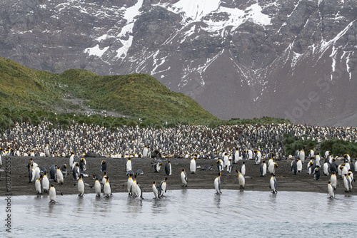 King Penguins in South Georgia 