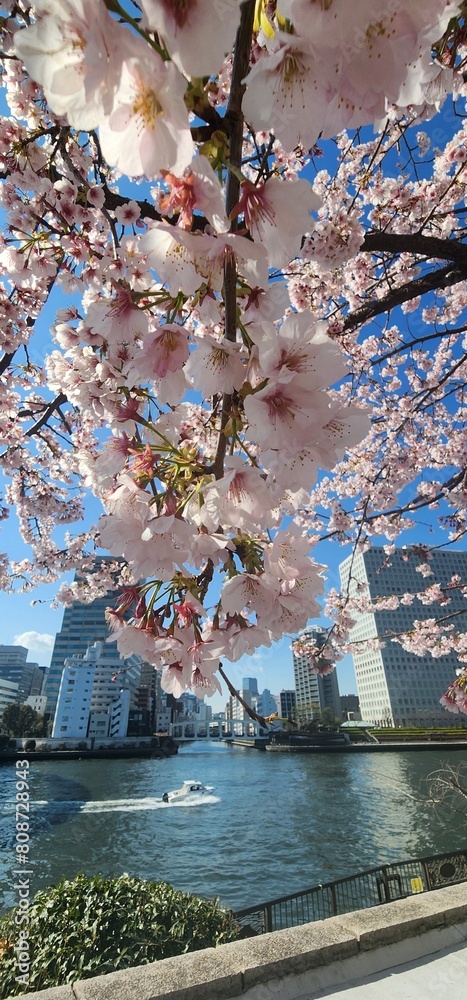 Obraz premium Nature of Japan, incredible spring in Tokyo