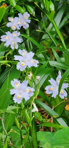 Photography Nature of Japan, incredible spring in Tokyo