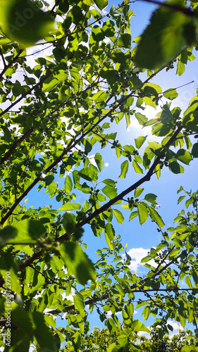 blue spring sky and sun, clouds, through tree branches with green leaves, nature photo, plants