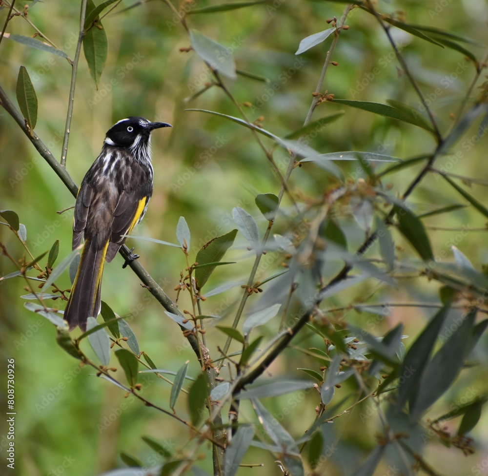 Bird in a tree Bird in a tree