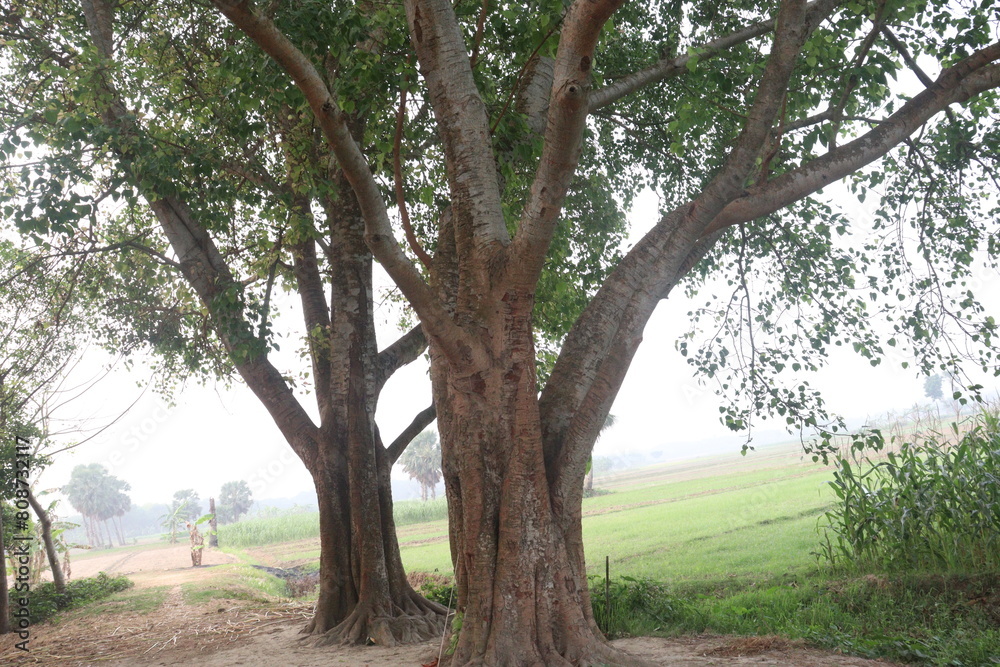 The banyan tree on road of village The banyan tree on road of village