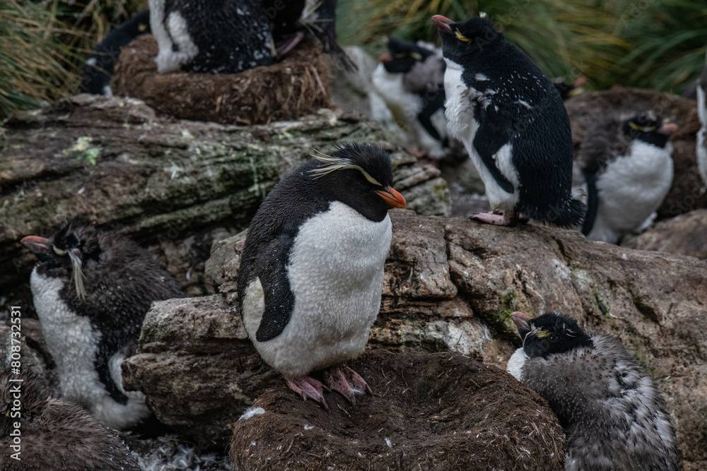 Fototapeta premium Rockhopper penguin in Falkland islands