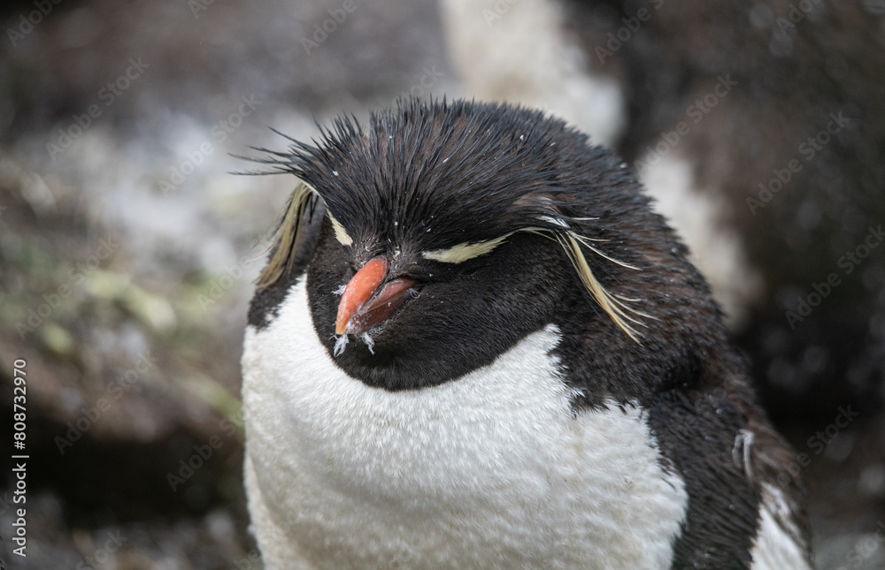 Naklejka premium Rockhopper penguin in Falkland islands
