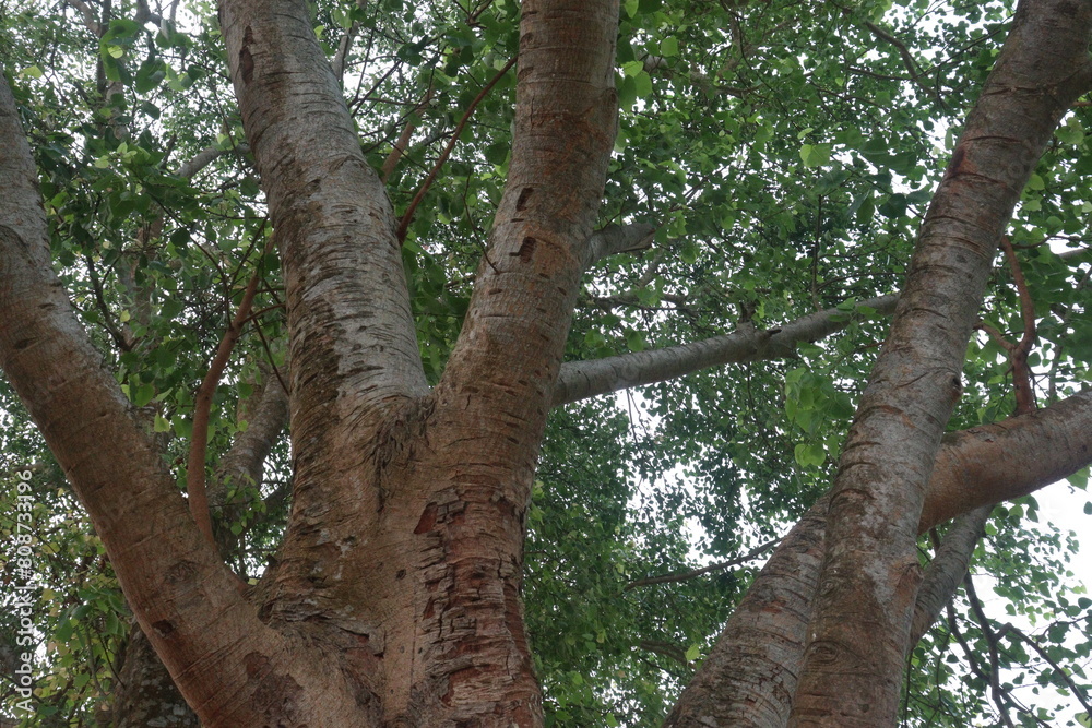 The banyan tree on road of village The banyan tree on road of village
