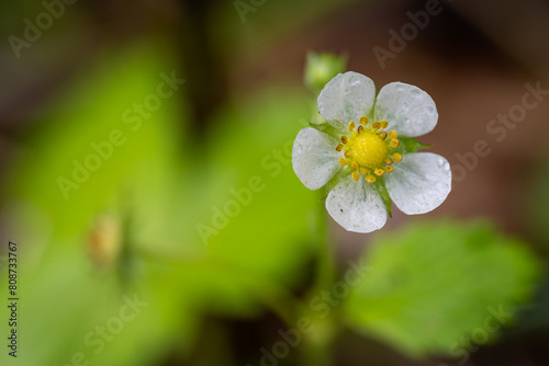 Close-up of wild strawberry flower after rain.