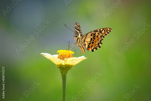 Wallpaper Mural Wild flowers of clover and butterfly in a meadow Torontodigital.ca