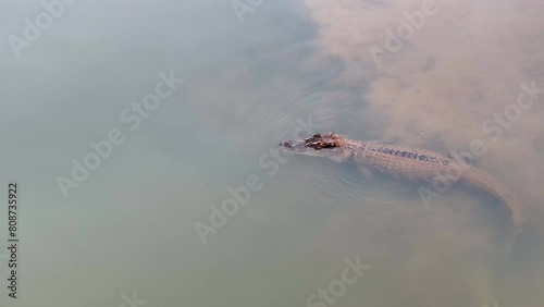 Drone shot of a Black Caiman submerge in the river. unique angle of a top predator. 4k mavic 3pro photo