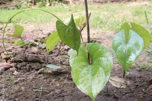 Dioscorea bulbifera plant on farm