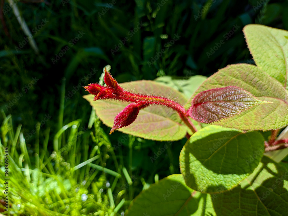 Obraz premium kiwi leaves. red and green kiwi leaves. shaggy leaves. Ripe kiwi fruit on the branch
