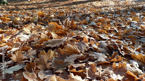 "Serene Autumn Beauty: Frosted Oak Leaves in Raw 16:9 Landscape"