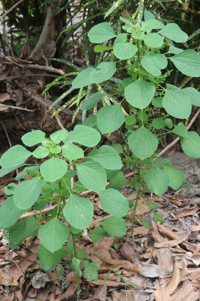Acalypha indica plant on jungle Acalypha indica plant on jungle