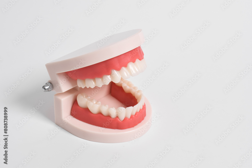 Obraz premium Dental model of teeth for studying oral hygiene isolated on white background