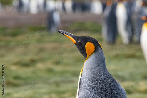 King penguins in South Georgia