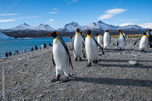 King penguins in South Georgia