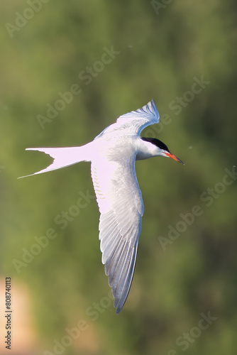 	
A common tern flies in the sky with a green background perpendicular to the camera lens on a sunny spring evening.	
