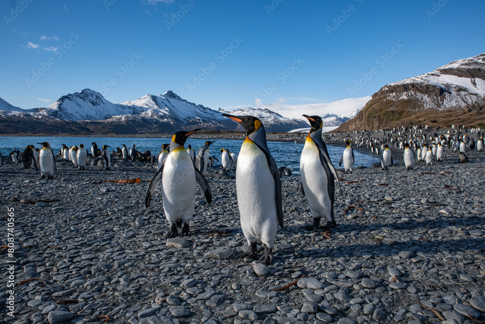 Obraz premium King penguins in South Georgia