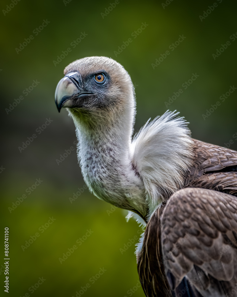 Fototapeta premium Vertical closeup of a Eurasian griffon vulture