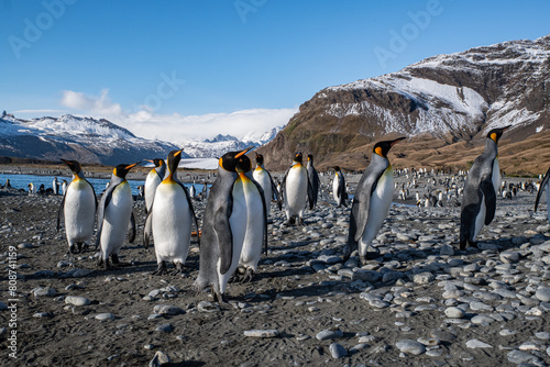 King penguins in South Georgia