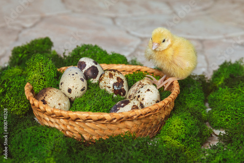 A yellow quail chicken sits on a basket with quail eggs and green moss on a stone background