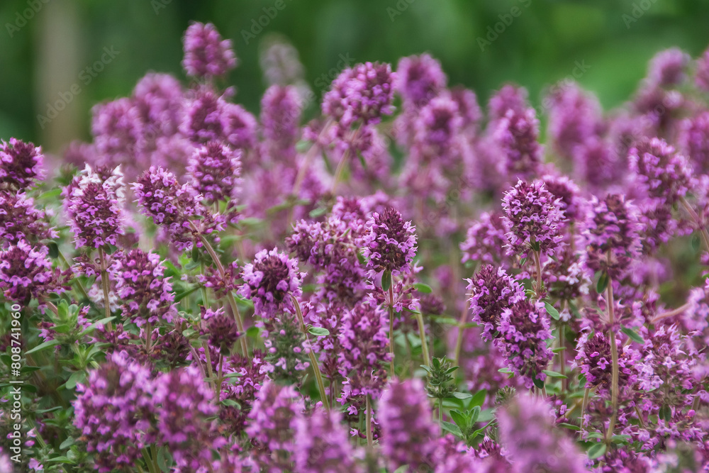 Lilac creeping thyme, oregano during flowering macro. Medicinal herbs in nature Lilac creeping thyme, oregano during flowering macro. Medicinal herbs in nature