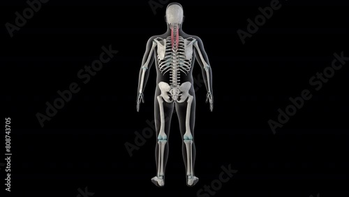 Splenius Cervicis Muscles on Whole Human Body photo