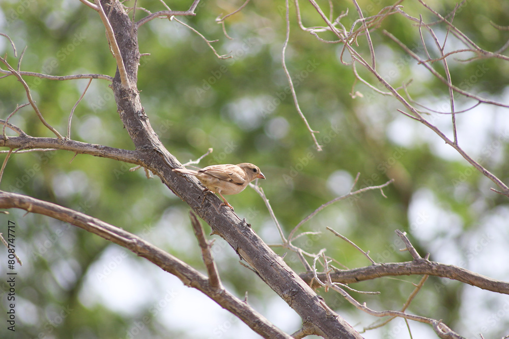 sparrow bird on a branch