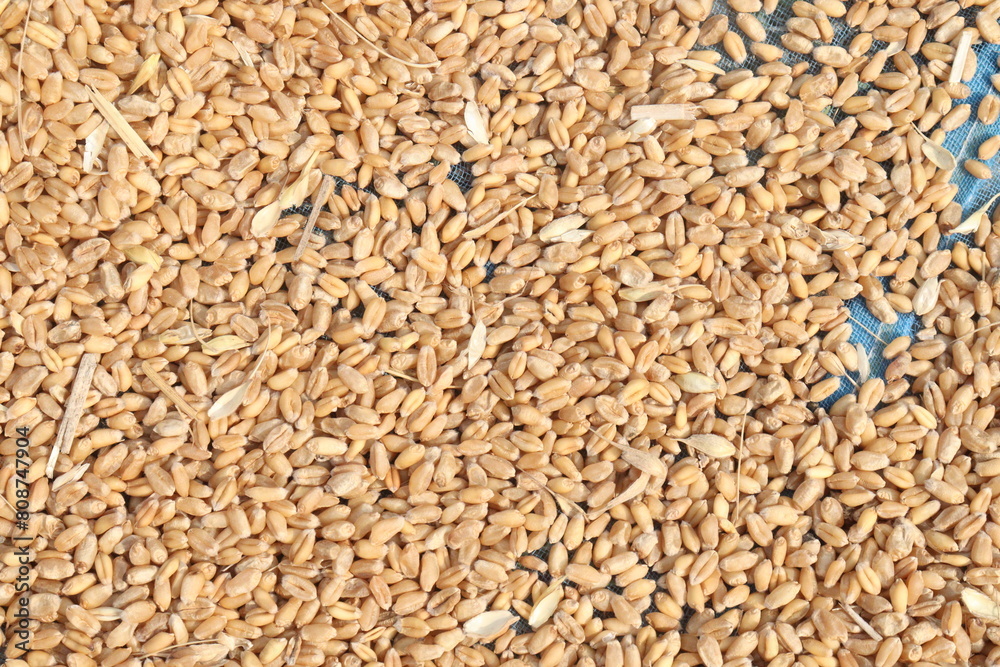 ripe wheat seeds on farm